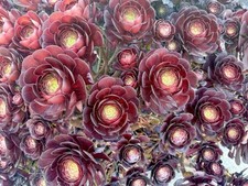Rare Aeonium Succulent 2-3