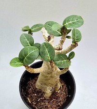 Sehr schöne Kleine Adenium Baobab Wüstenrose M3