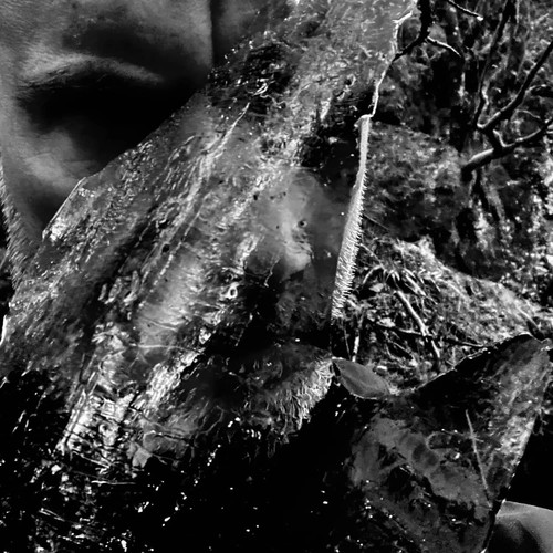 Taake skog av nidstang - -, en