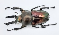 Phalacrognathus muelleri, CB, A1-, 58 mm, nice color, NO data #LM97