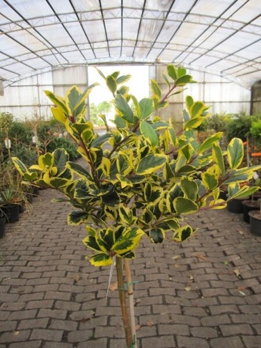Ilex altaclerensis golden - altaclerensis,