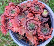 Sempervivum NN 2 Ableger oder