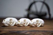 Marderschädel - Echter