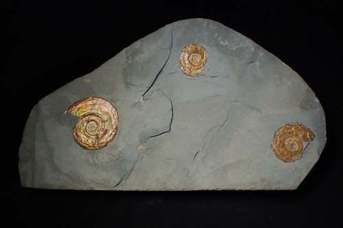 Irisierender multi psiloceras - irisierender, multi-psiloceras