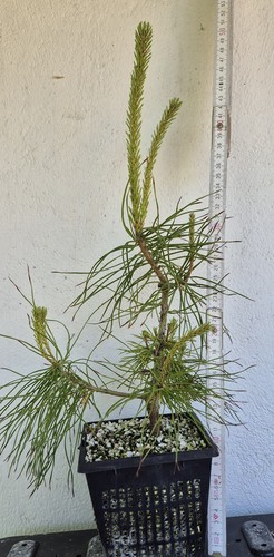 Pinus sylvestris prebonsai - pinus,