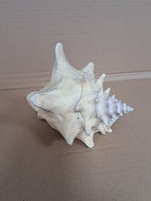 Große alte echte Muschel