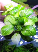  Aquariumpflanze / Anubias Broad White / Ableger 🪷🌻🌷🌼🌻🪻