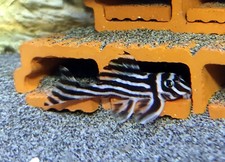 5er Höhle + 1 gratis f