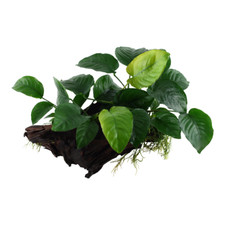 Anubias barteri sp. auf Wurzel XL (25 bis 35cm) - Aquarium robuste Pflanze