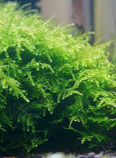 Weeping Moss Vesicularia ferriei Trauerweidenmoos Aquarium Aquascaping