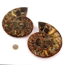 XXL Ammoniten Paar poliert Ø