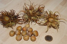 Baumhasel - essbare Früchte