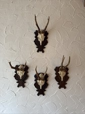 🦌RARITÄT: 4er Set