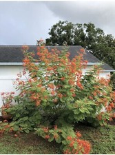 100 seeds Caesalpinia