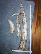 Replika Walross und Pottwal