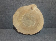  Baumscheibe, Holzscheibe, unbearbeitet, Bastelholz,Holzdeko, Gestockte Birke