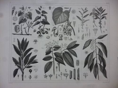 Orig stahlstich pflanzen - orig., stahlstich: