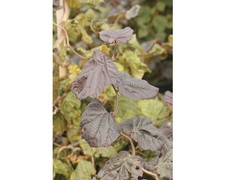 Korkenzieher hasel floraself - korkenzieher-hasel,