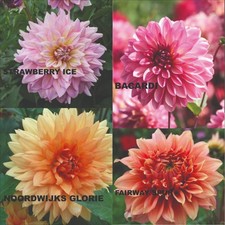 Dahlien Packet /Bacardi