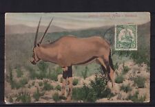 AI013) AK Ansichtskarte DSWA Deutsch Südwest Afrika Gamsbock