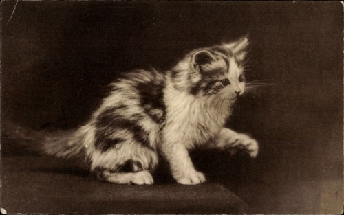 Portrait eines katzenbabys - ak,