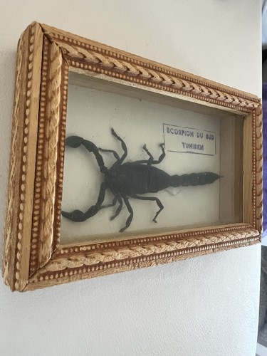 Antroctonus skorpion - ,