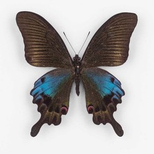 Papilio hoppo taiwan - papilio,