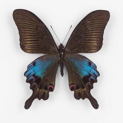 Papilio hoppo taiwan - taiwan,