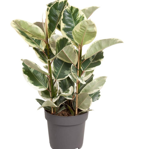 Ficus elastica tineke - ficus,
