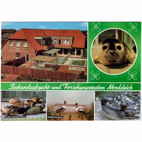 Seehundaufzucht und - seehundaufzucht-,