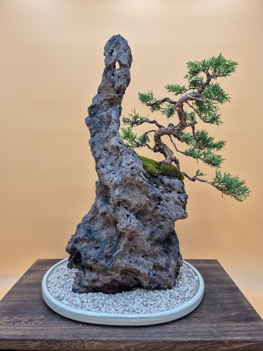 Ishizuki komposition bonsai - ishizuki-komposition,