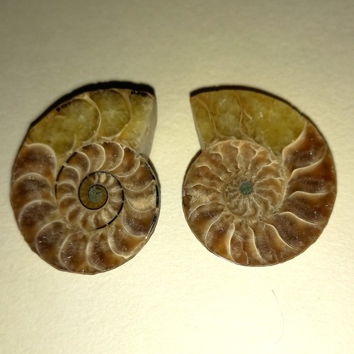Phylloceras paar poliert - paar,