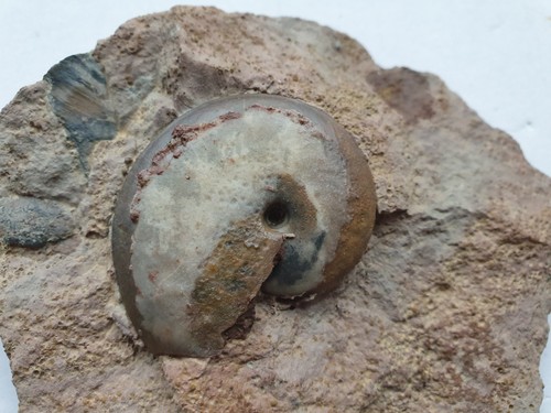 Oxycerites aspidoides dogger - oxycerites,