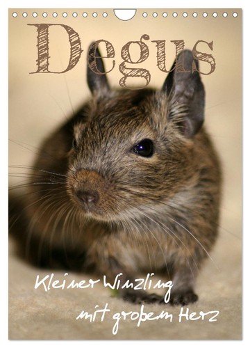 Degus winzlinge mit großem - -,