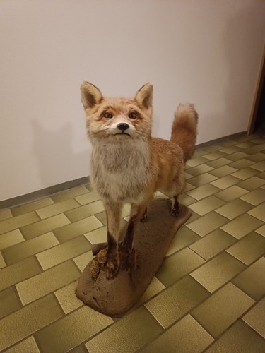 Fuchs tierpräparat - fuchs,