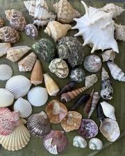 Muscheln Mix 50 Stück –