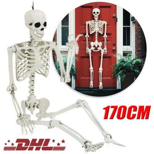 Skelett halloween lebensgroß - skelett,