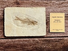 Fossil fisch sägebarsch - fisch,