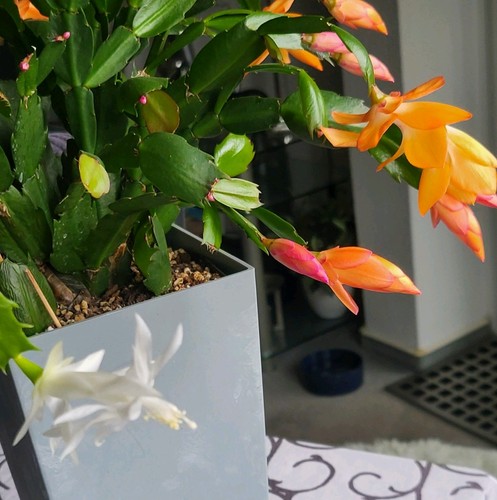 Schlumbergera reinweiße