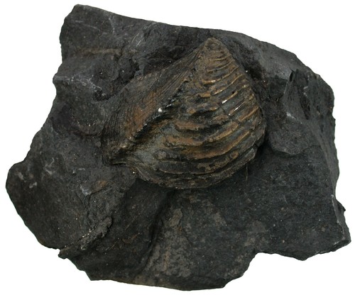 Dogger trigonia interlaevigata - dogger,