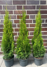 10st. Thuja Smaragd  90-120cm im Topf / immergrüne Heckenpflanzen Buschig XXL
