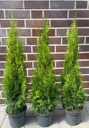 10st thuja smaragd - 10st.,