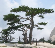 SAMEN ROTE BONSAI-KIEFER