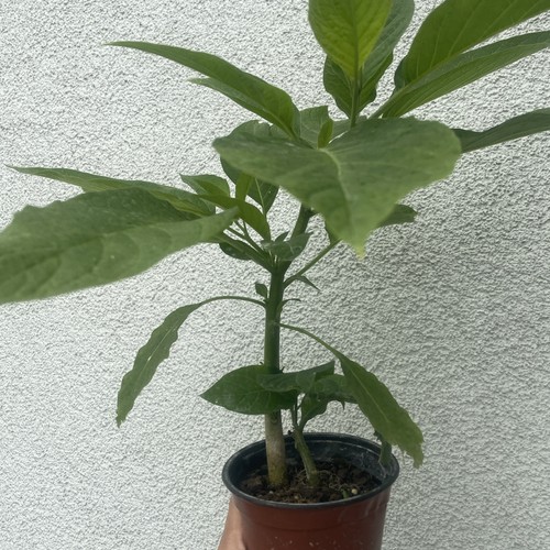 Engeltrompete brugmansia weiß - brugmansia,