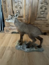 Gams Tierpräparat - Gamsbock