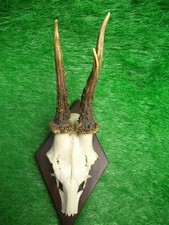 schöner Rehbock Rehgeweih Rehgehörn Geweih AP 11 Gehörn Krickerl Rehkrone
