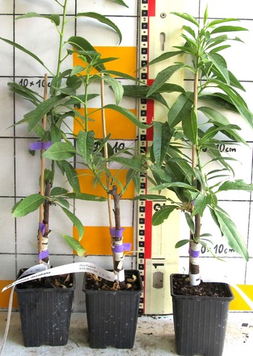 Prunus davidiana - ,
