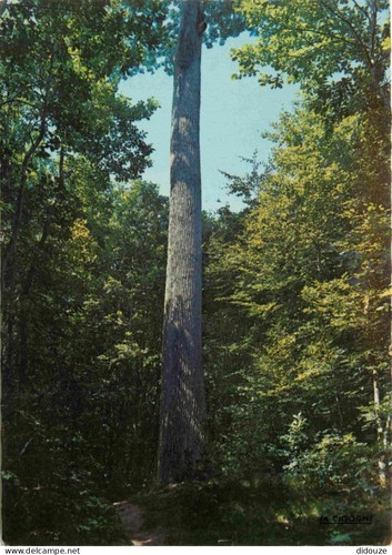 Postkarte foret de - postkarte,