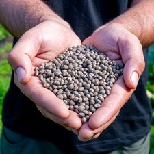 Lupine blau 20 kg Samen