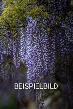 Wisteria, Glyzinie, Blauregen SAMEN 10stk. 